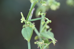 Rubia cordifolia
